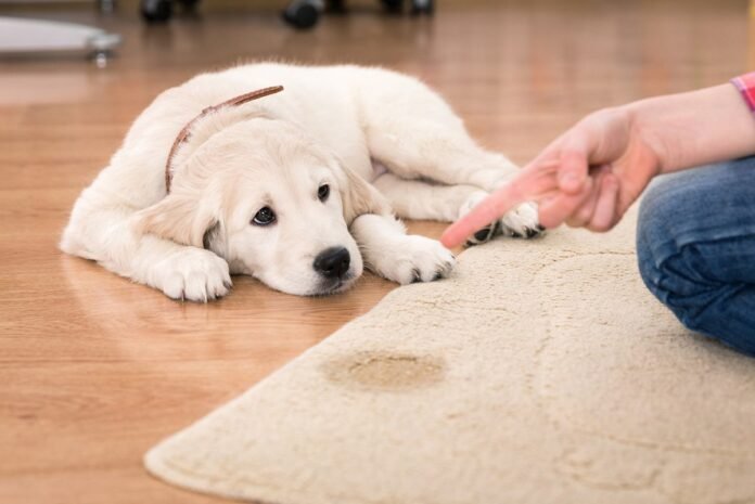 Pet Urine Stains From Carpet