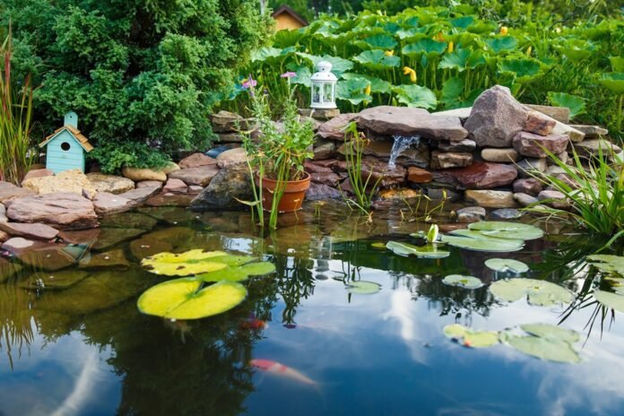 Expert Pond Maintenance Tips You Are Missing