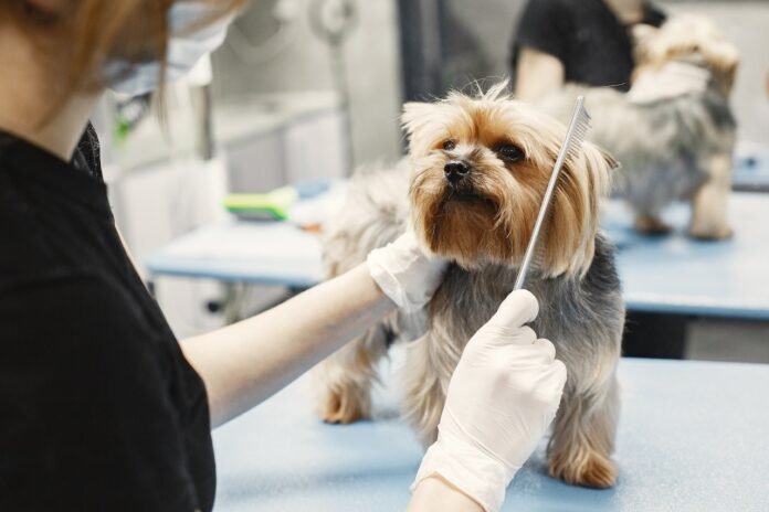 How Often Should I Take My Dog To The Vet for check up