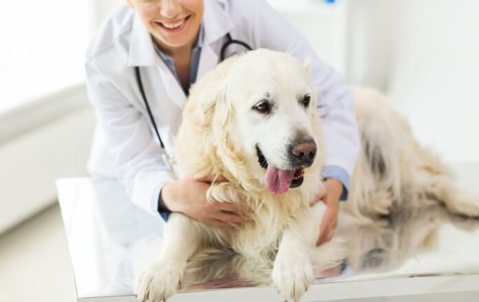 Tail-Wagging Care: Dog Care Services in West London